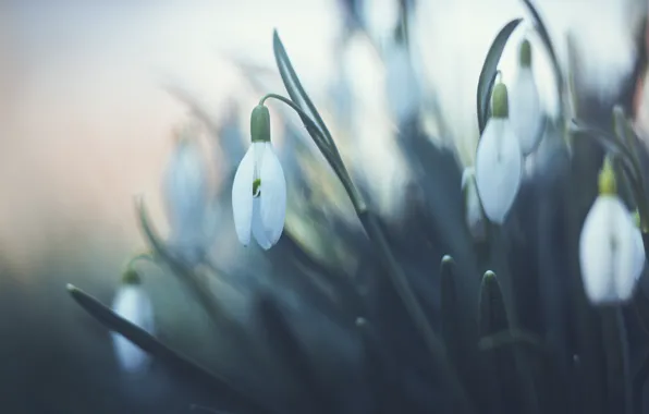 Picture flowers, blur, spring, snowdrops, white, buds, bokeh