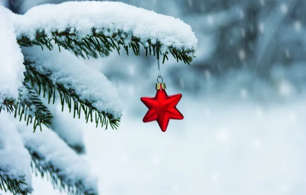 Picture winter, snow, star, tree, branch, New Year, Christmas, christmas, winter, snow, merry, decoration, red star, …
