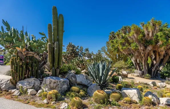 Picture the sky, the sun, trees, stones, CA, cacti, USA, benches, the bushes, South Coast Botanic …