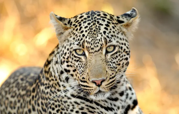 Picture look, face, background, portrait, leopard, bokeh