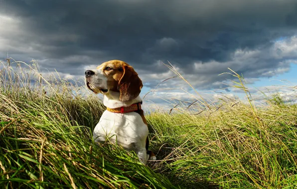 Picture field, the sky, dog, Beagle