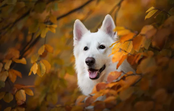 Picture autumn, look, face, branches, dog, yellow leaves, The white Swiss shepherd dog