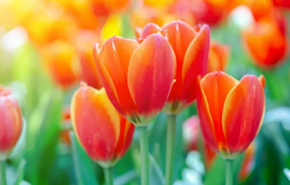 Picture flowers, spring, tulips, red, buds