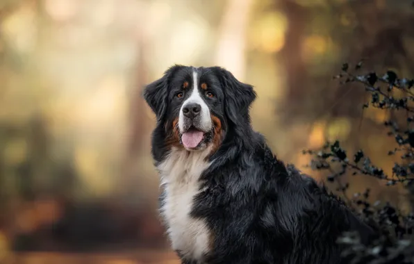 Picture language, look, face, dog, bokeh, Bernese mountain dog