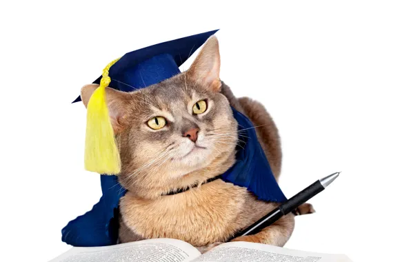 Picture cat, humor, hat, muzzle, handle, white background, book, brush, uniform, scientist