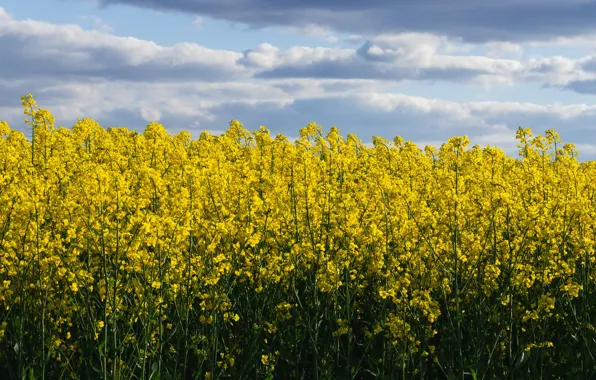Picture field, the sky, flowers, nature, spring, yellow, rape, rapeseed field