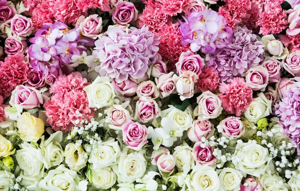 Picture flowers, background, roses, colorful, pink, white, white, buds, pink, flowers, roses, bud