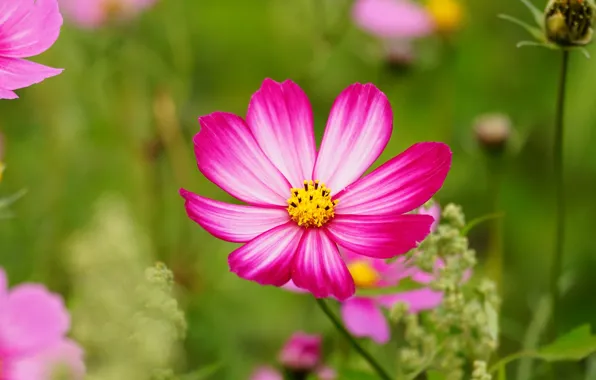 Picture field, flower, summer, space, flowers, green, background, pink, glade, petals, pink, bokeh, kosmeya, two-tone, cosmos