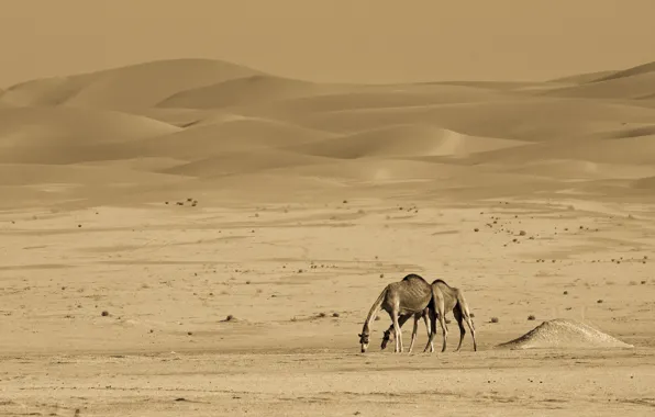 Picture nature, desert, camels