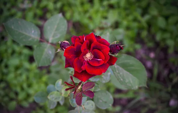 Picture leaves, rose, garden, red, buds, bokeh
