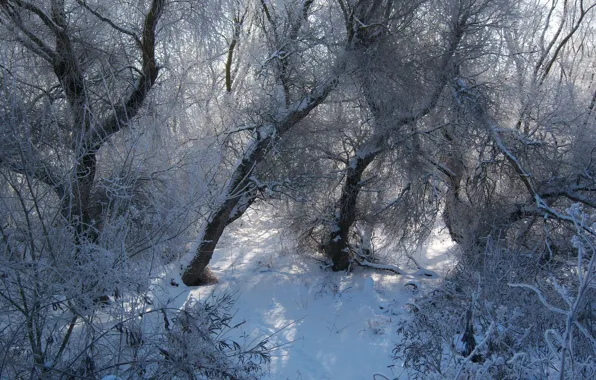 Picture forest, snow, Meduzanol ©, winter 2010, 27 Jan