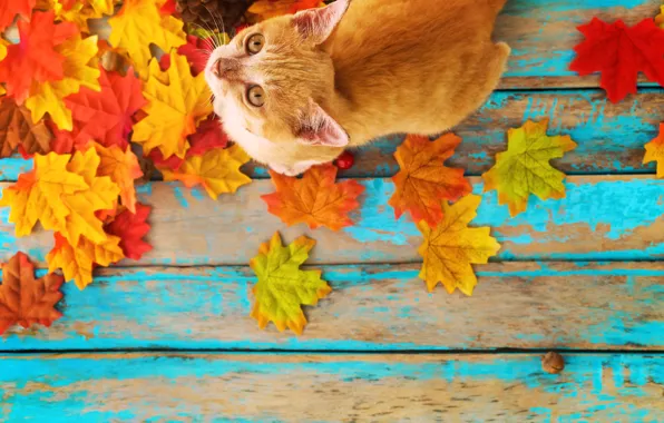 Picture autumn, cat, leaves, background, tree, colorful, vintage, wood, cat, background, autumn, leaves, maple