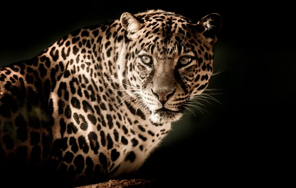Picture cat, eyes, look, face, predator, leopard