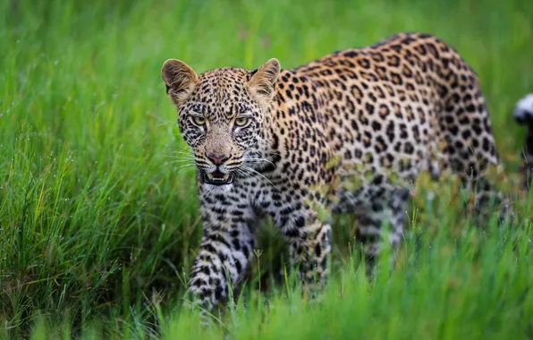 Picture grass, leopard, wild cat