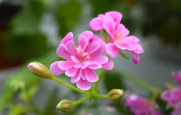 Picture macro, widescreen, geranium, pink flower