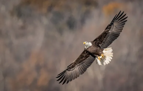 Picture flight, bird, eagle, bald eagle, wingspan