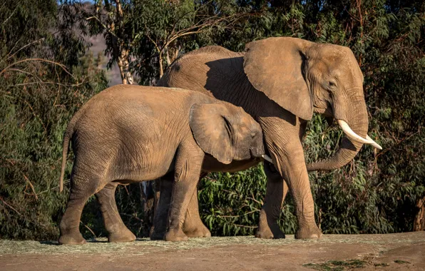 Picture nature, elephant, baby, pair, elephants, cub, two, the elephant, mother, elephant, elephant, two elephants