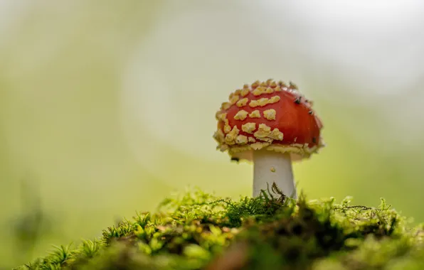 Picture autumn, background, mushroom, moss, mushroom, bokeh, fungus, red hat