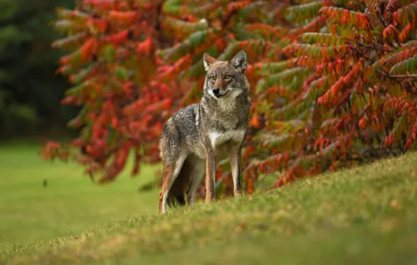 Picture autumn, grass, look, leaves, branches, nature, pose, grey, glade, foliage, wolf, red, is, coyote