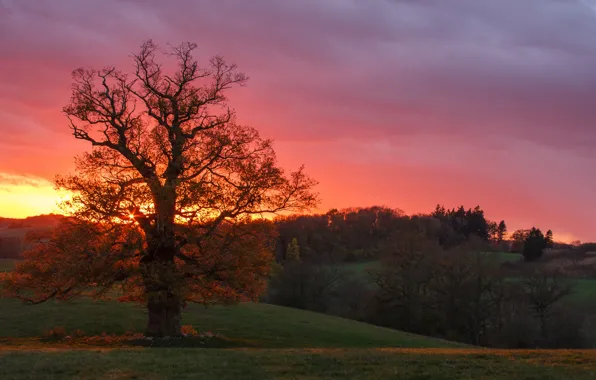 Picture autumn, sunset, tree, Germany