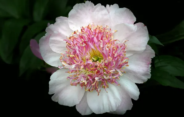 Picture flower, background, peony