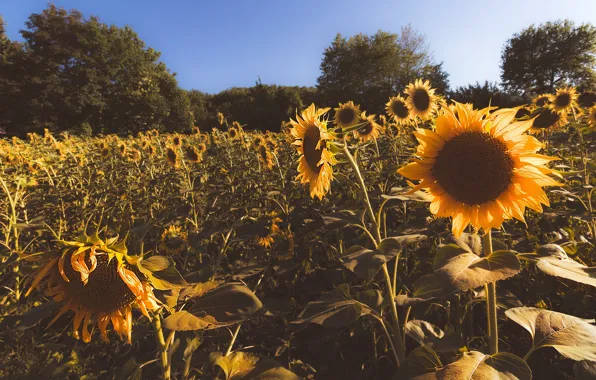 Picture field, summer, sunflowers, flowers, yellow, the bushes, sunflower