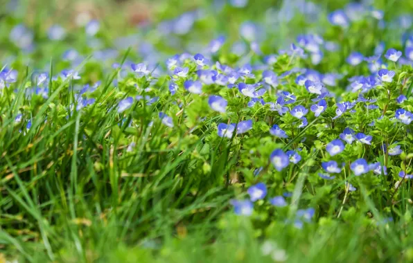 Picture greens, grass, flowers, glade, Veronica, spring, blue, field, a lot, lilac, bokeh