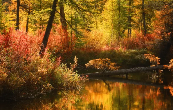Picture autumn, forest, light, landscape, nature, lake, pond, foliage, pond, Golden autumn, autumn, bright