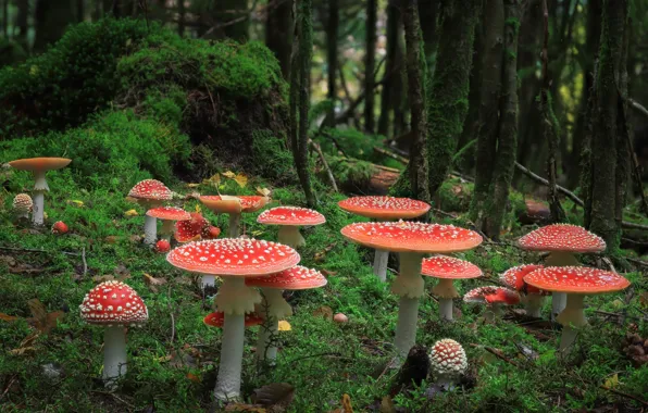 Picture autumn, forest, trees, branches, glade, mushrooms, mushroom, moss, stump, Amanita, red, a lot, family