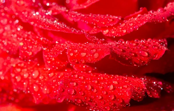 Picture macro, flowers, rose, scarlet, water drops