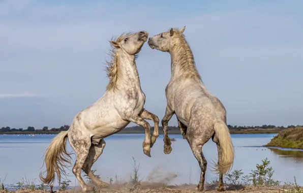 Picture nature, horse, pair