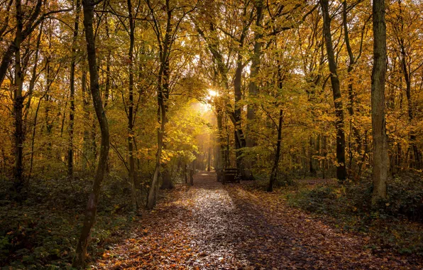 Picture autumn, forest, the sun, light, trees, Park, foliage, track, alley, path, Golden autumn