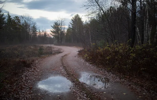Picture road, forest, puddle