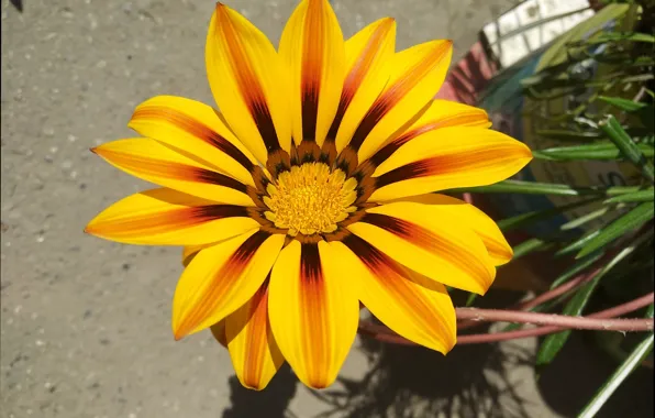 Picture Flower, Gazania, Yellow flower
