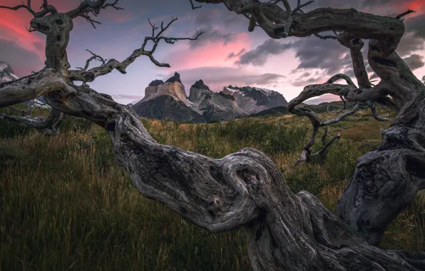 Picture field, the sky, grass, clouds, mountains, branches, tree, tops, meadow, crooked, Andes, dry, driftwood, Patagonia
