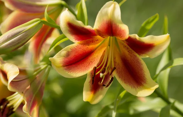 Picture flower, flowers, Lily, orange, petals, garden, stem, red, buds, two-tone, green background