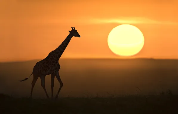 Picture the sun, giraffe, Savannah, sun, giraffe, savannah