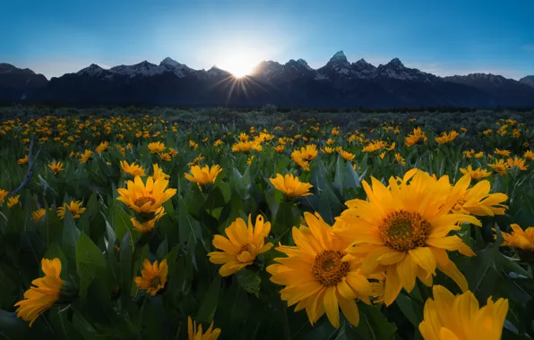 Picture field, the sun, sunflowers, flowers, mountains, a lot