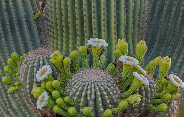 Picture cactus, AZ, USA, giant saguaro, saguaro, Coronado National Forest