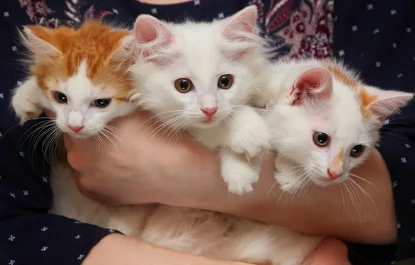 Picture kittens, trio, bunch
