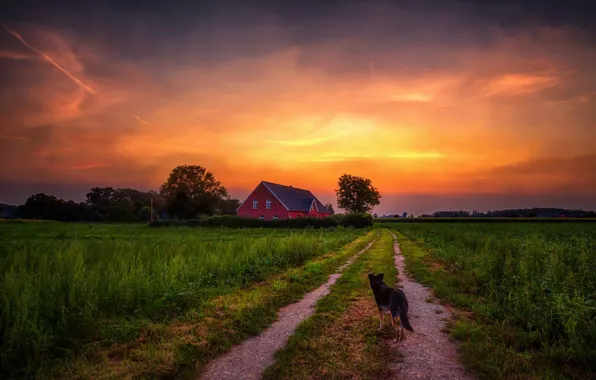 Picture road, summer, the sky, sunset, nature, house, dog