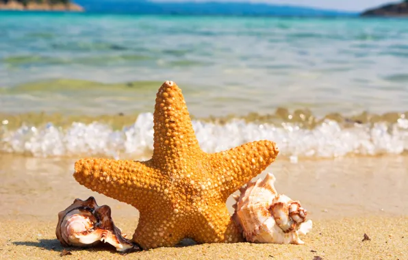 Picture sea, starfish, beach