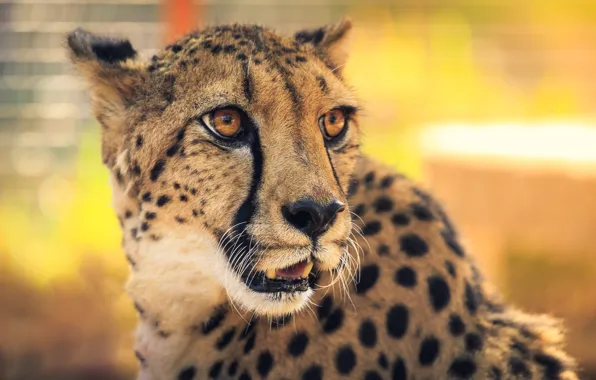 Picture look, face, close-up, portrait, mouth, Cheetah, yellow background, bokeh