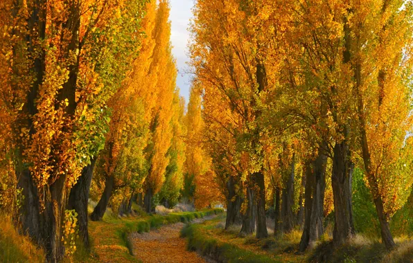 Picture autumn, trees, высохший канал
