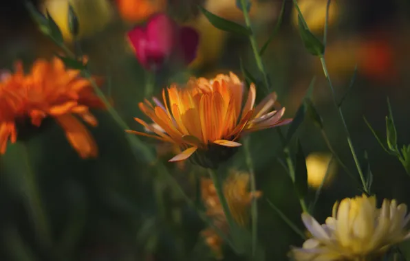 Picture summer, flowers, stems, blur, garden, orange, flowerbed, marigolds, bokeh, calendula