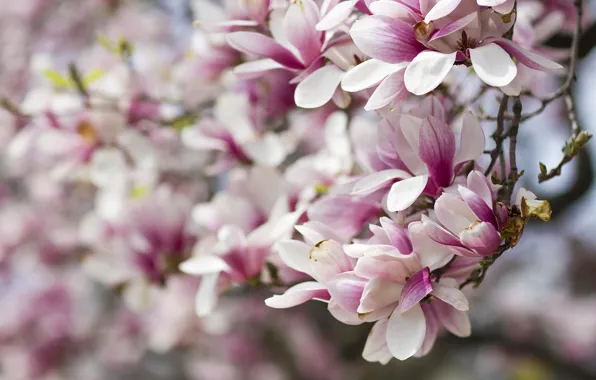 Picture flowers, branches, spring, pink, flowering, Magnolia