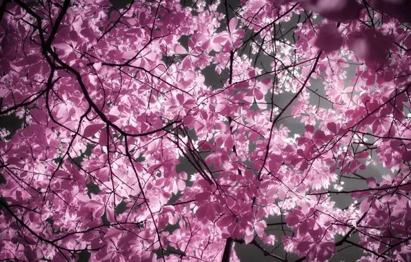 Picture the sky, leaves, light, branches, nature, lights, tree, foliage, treatment, pink, chestnut, bottom view, crown