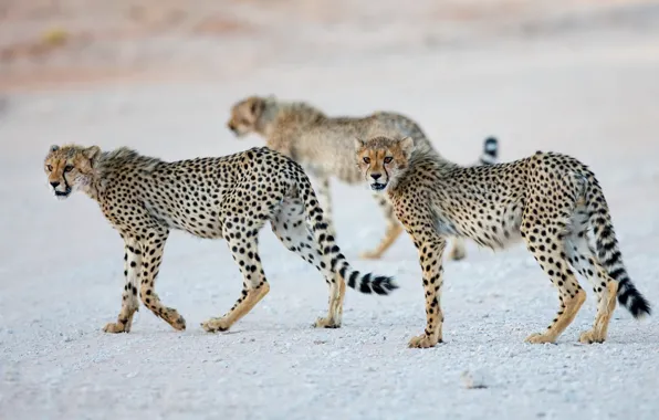Picture nature, animals, Cheetah cubs