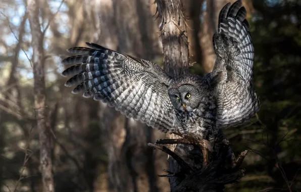 Picture forest, trees, owl, bird, wings, feathers, Great grey owl