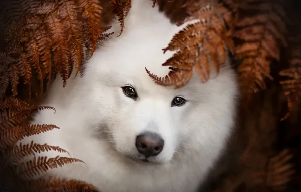 Picture autumn, look, leaves, nature, pose, portrait, dog, white, red, face, fern, Samoyed